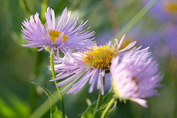 purple aster close-up