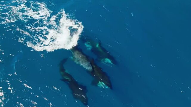 Drone view of three orcas swimming in the ocean, their fins breaking the surface as they playfully navigate the waves.