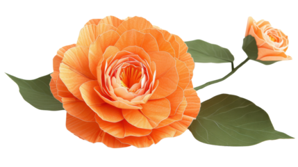 Vibrant orange rose with bud on transparent background