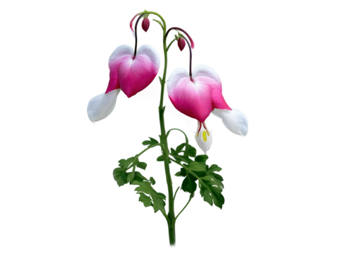 Delicate Beauty, A Realistic Bleeding Heart Flower Blossom Isolated