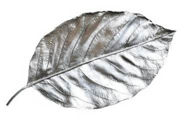 PNG Silver leaf close-up art 
