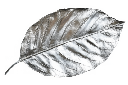 PNG Silver leaf close-up art 
