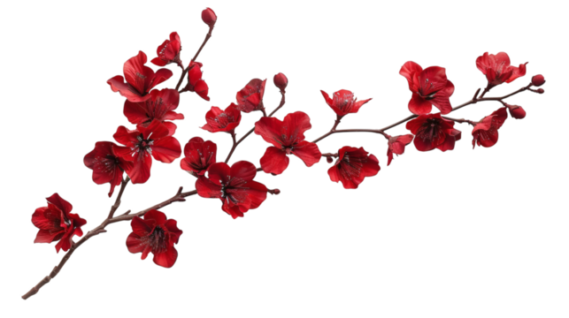Red flower branch with intricate petals on a white background isolated