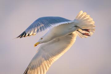 Obraz premium Herring Gull seagull flying in morning light