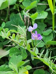 violet flowers in the garden