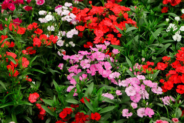 Turkish clove or Dianthus barbatus. Herbaceous perennial grown in a biennial culture. There are many small red flowers on a long green stem. The petals have a white border around the edges.