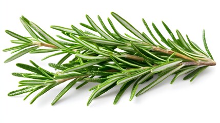 Fototapeta premium Fresh Rosemary Herb Sprig Isolated on White Background for Culinary and Aromatic Use