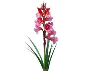 Fototapeta premium Elegant gladiolus flower portrait with swordlike leaves for botanical art