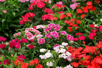 Many small vivid pink flowers of Dianthus barbatus or the sweet William plant in a British cottage style garden in a sunny summer day, beautiful outdoor floral background