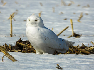 Young male snowy owl sunning himself in the farmer's fields on a cold sunny winter morning