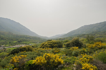 The Yellow lowers of Phlomis cretica and Common Broom (Cytisus scoparius) in a valley between mountains in Crete, Greece