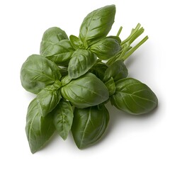 Fototapeta premium Fresh basil sprig, studio shot, white background, cooking ingredient