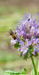 A honey bee (Apis mellifera) collecting nectar from a blooming purple Phacelia flower. Macro shot capturing intricate details of pollination, fuzzy body, and delicate floral structures.