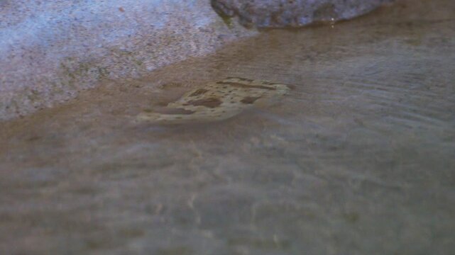 Porcupinefish Swimming Fast on top of water.