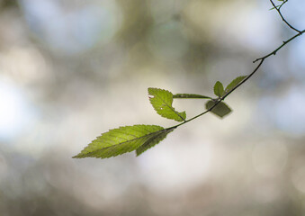 green elm leaves in spring