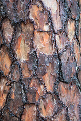 tree bark texture