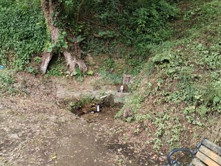 green trees forest landscape photo	