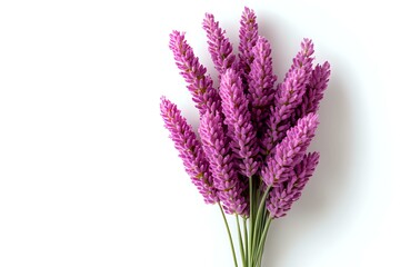 Obraz premium Vibrant pink celosia flowers bouquet isolated on white background. Fresh cut decorative plumes arranged in minimal composition for floral design and decoration.