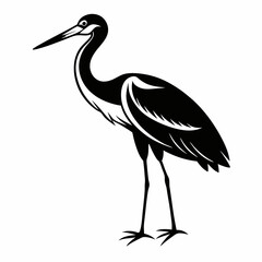 Obraz premium A heron standing on the beach with a black background, showcasing its grey feathers and long beak, representing wildlife and nature in Florida