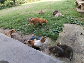 tiny blue eyed kittens photo