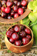 Cherries close up, macro in sun light. Harvesting Ripe cherry berries harvest in bowl in sunlight outdoors in garden in grass in nature