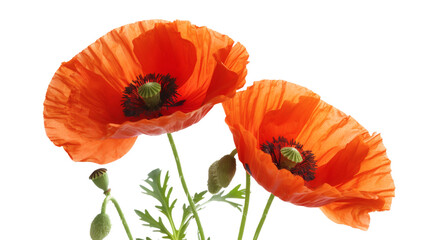 Fototapeta premium Red poppy flowers isolated on white background