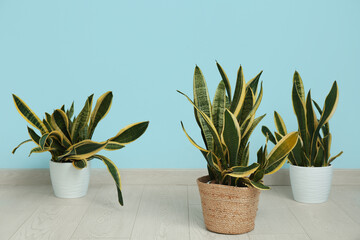 Beautiful sansevieria plants in pots on floor near blue wall