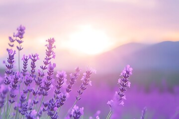 Fototapeta premium Lavender Field at Sunrise: A Serene Floral Scene