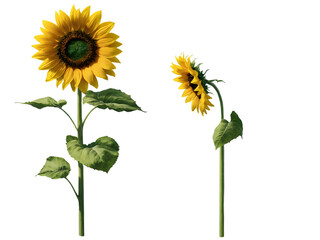 Naklejka premium Two sunflowers in full bloom, with golden yellow petals against a solid backdrop