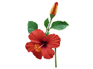Fototapeta premium Vibrant Hibiscus Blossom, A Captivating Close-Up of Nature's Beauty