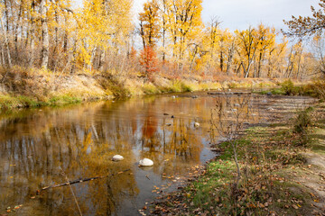 Fototapeta premium Fish Creek Park in Fall Colours