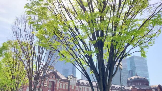 逆光の中の芽吹いたばかりのケヤキと東京駅