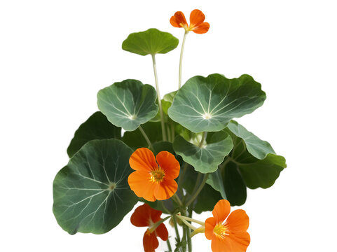 Vibrant nasturtium plant with bright orange flowers and round green leaves