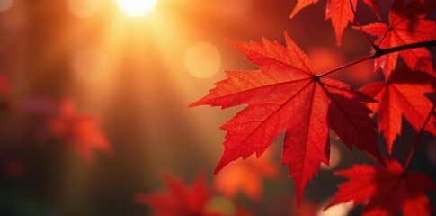 Obraz premium Bright red maple leaves backlit by sunlight, showing intricate details of veins, close up, fall, nature photography