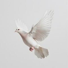 Obraz premium White dove in flight, studio shot, peaceful background, symbolic imagery