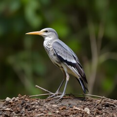 Obraz premium great blue heron ardea cinerea