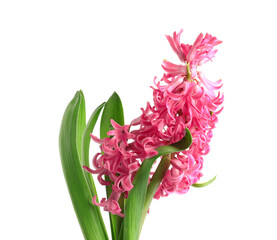 Beautiful pink hyacinth flower on white background