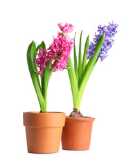 Beautiful hyacinth flowers in pots on white background