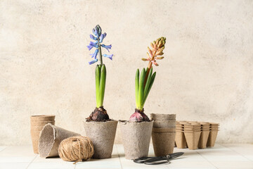 Beautiful hyacinth plants with peat pots, rope and scissors on white tile table