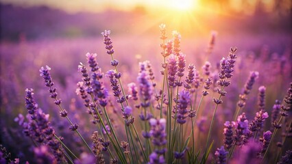 Obraz premium Vintage Lavender Flowers: Fragrant Petals in Soft Sunlight
