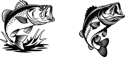Collation of  bass fish, vector illustration.