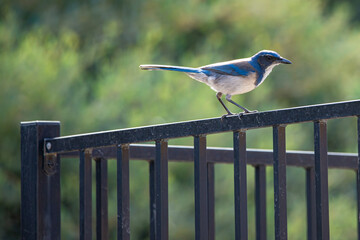 Mexican Blue Jay