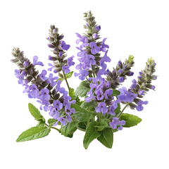 Beautiful purple salvia flowers floral arrangement isolated on transparent  background png