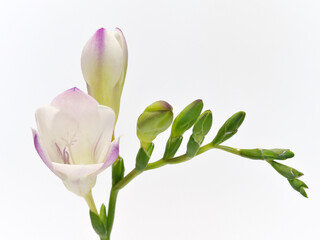 紫色と白色のグラデーションのフリージアの花