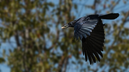 American Crow