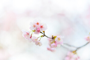 河津桜
