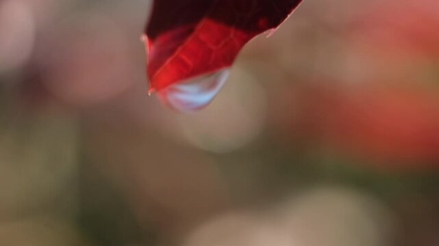 water droplets macro