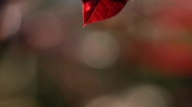 water droplets macro