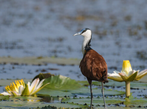 African Jacana - Actophilornis africanus is a wader bird taken in a South African game reserve