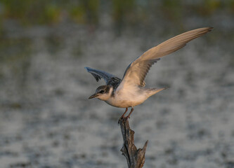 Obraz premium Whiskered tern in mongena dam in Dinokeng game reserve